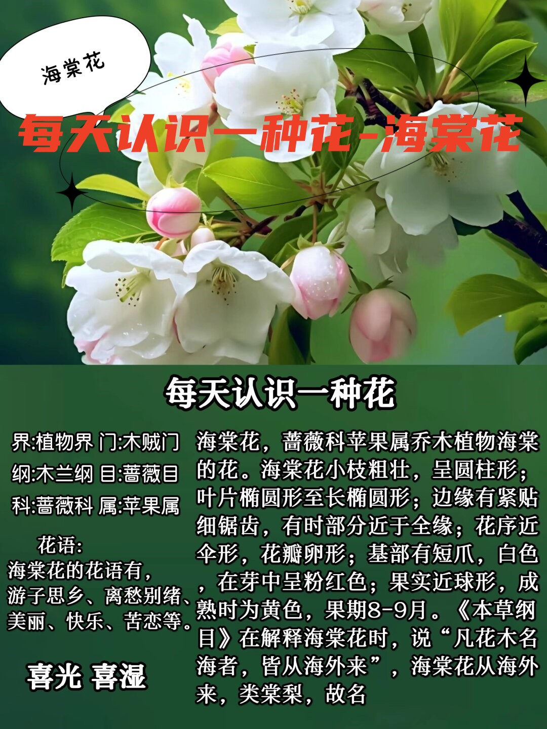 每天认识一种花