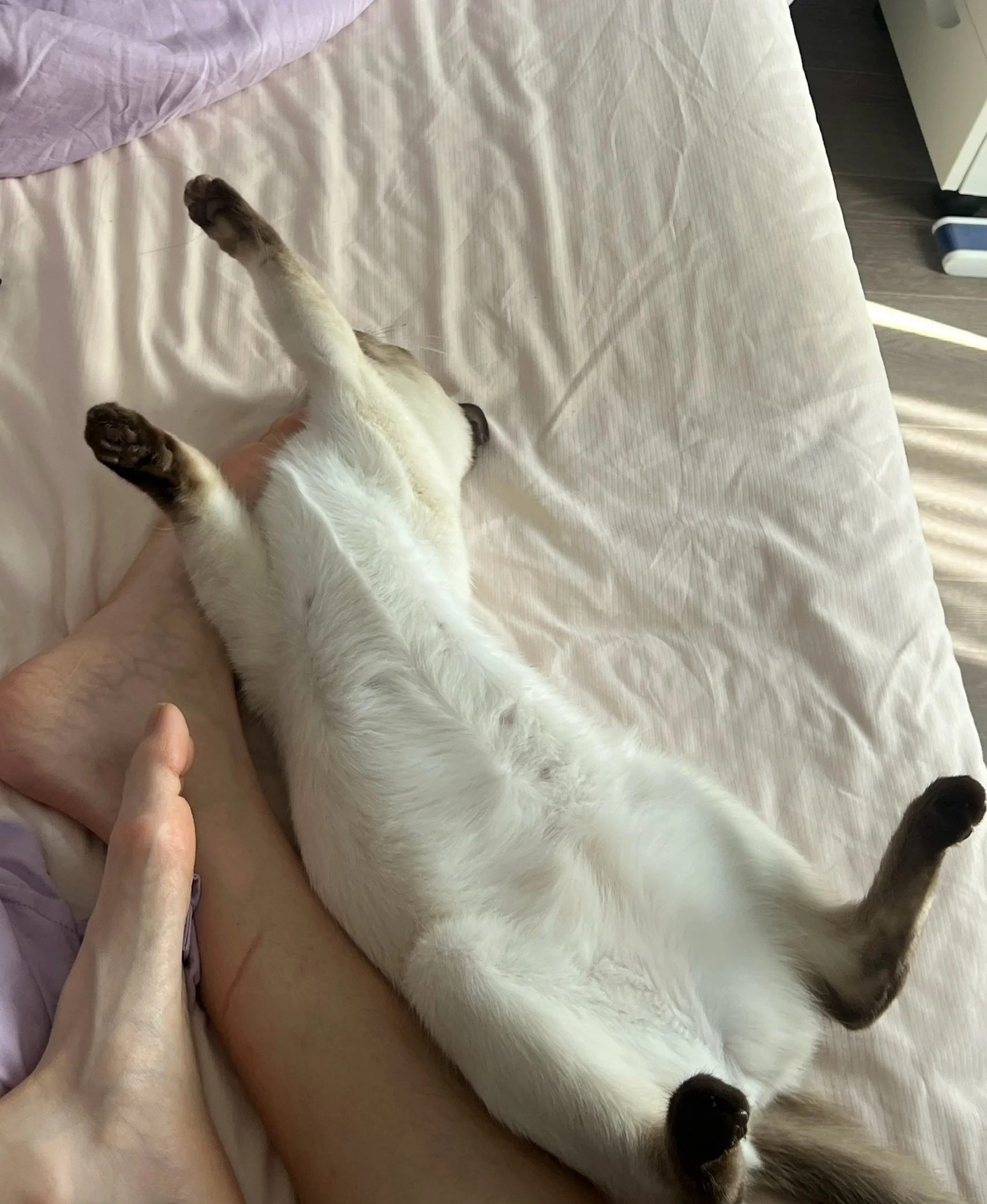 人又爱又恨的暹罗猫