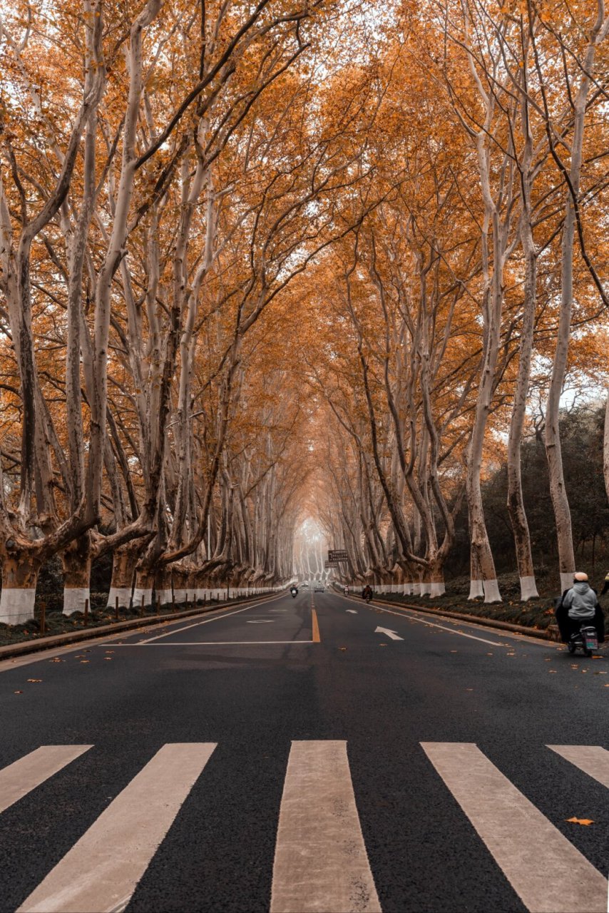 一定要去看11月南京的梧桐大道美哭  秋天总要来一趟南京吧,感受一句