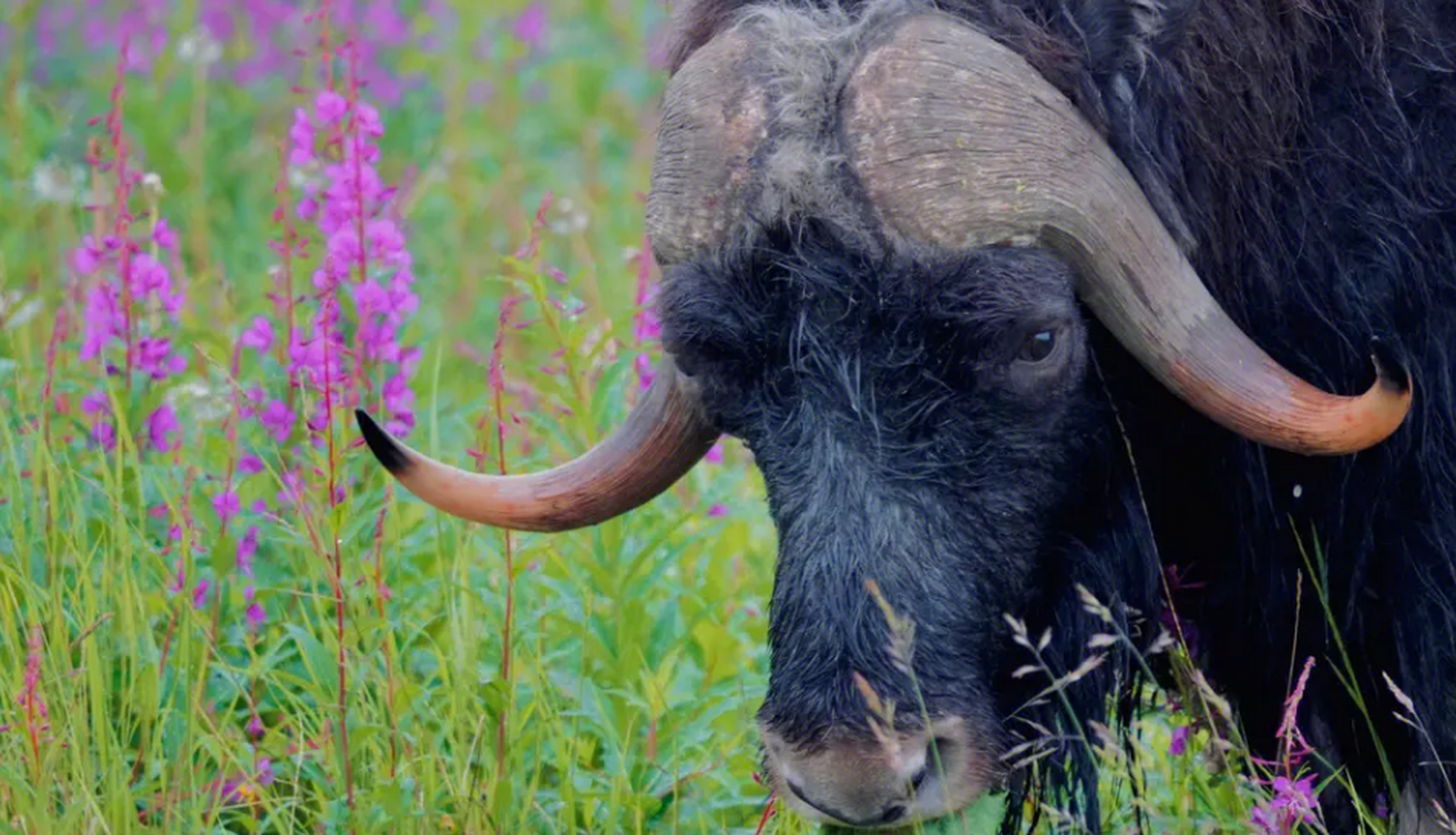 麝牛是一种生活在寒带森林和高原草甸的有蹄类动物,以雄性分泌的麝香