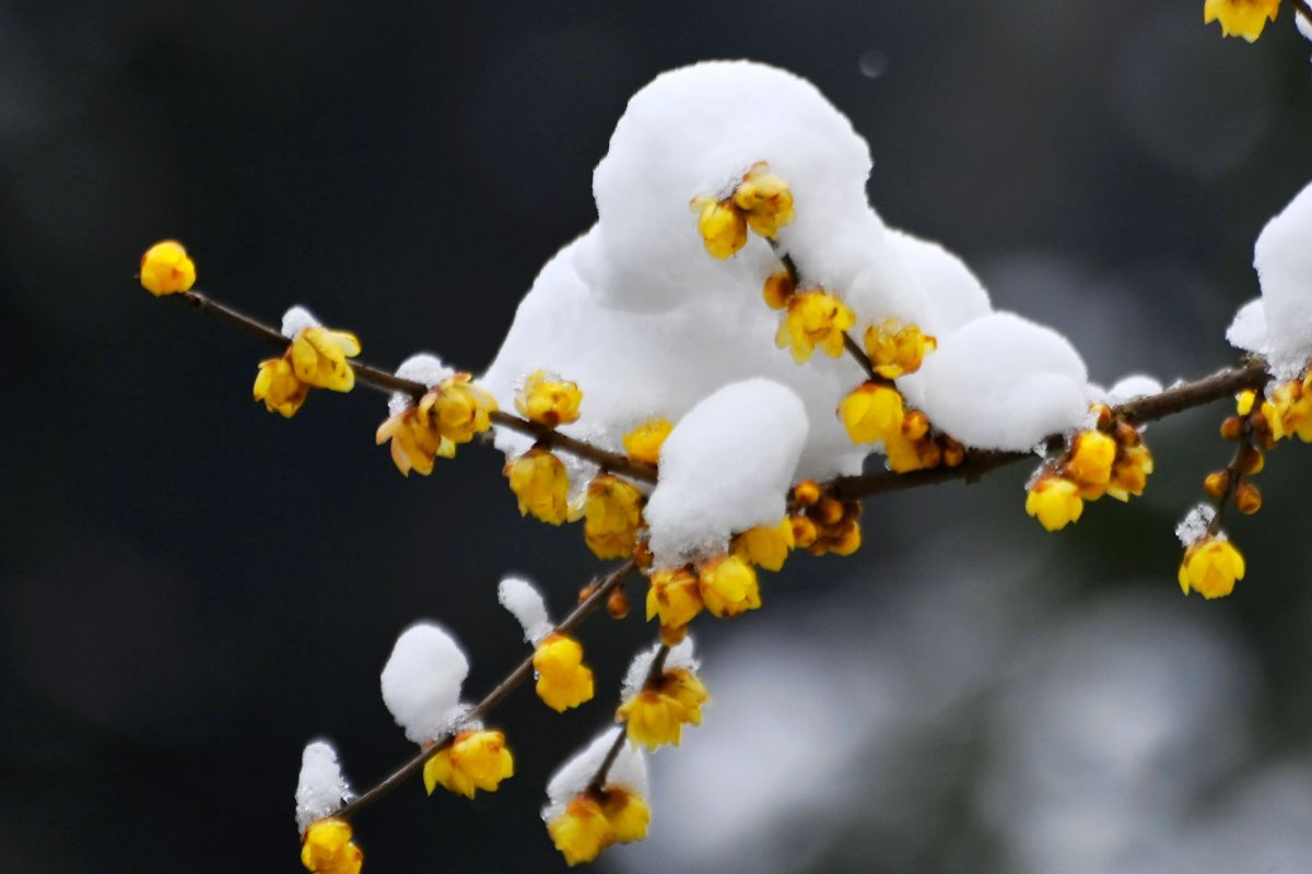 雪字壁纸图片