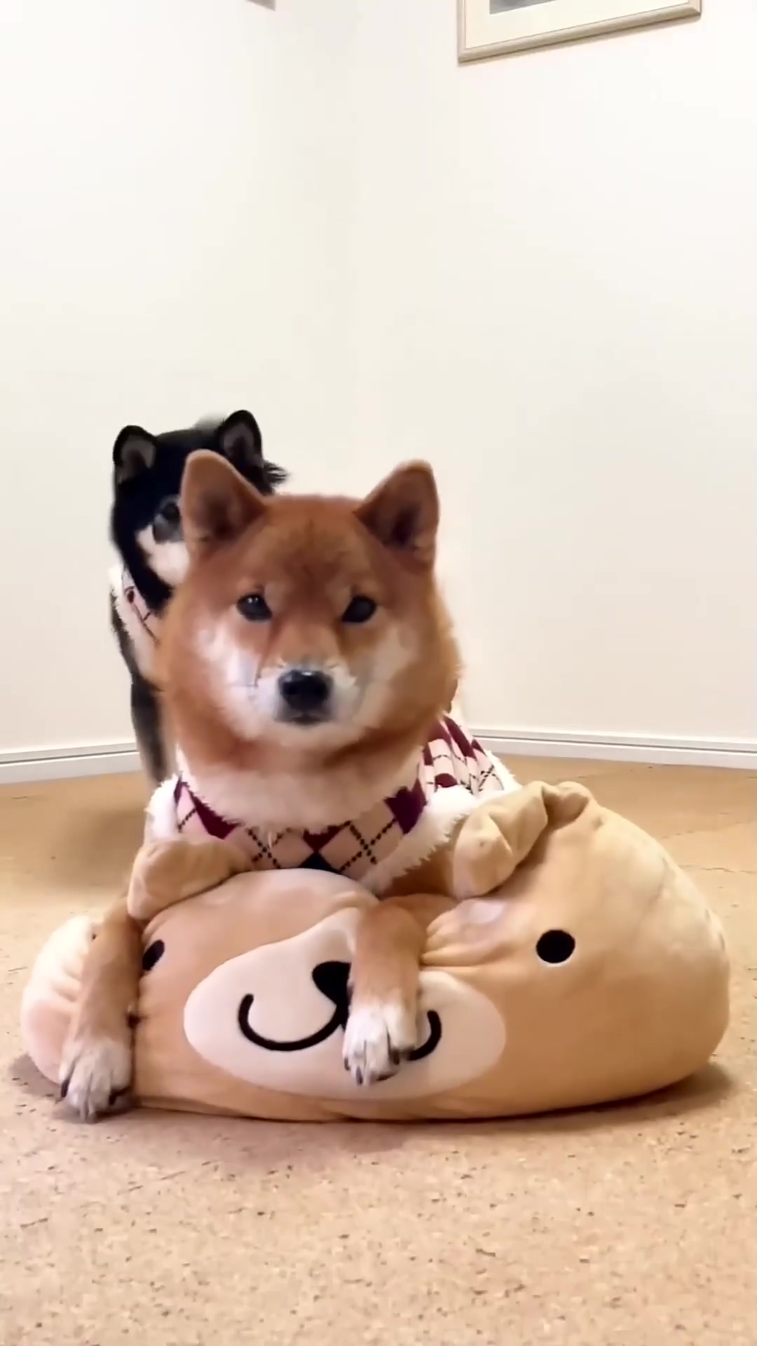 盘点搞笑瞬间狗子也玩上了叠叠乐肉垫的撞击