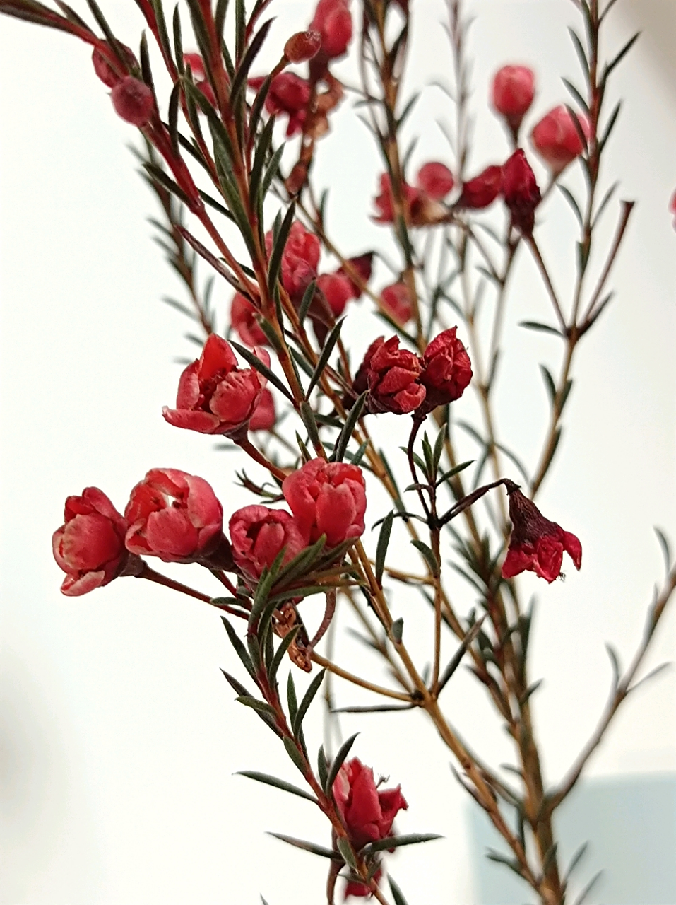 澳洲腊梅用水养着,现在依然还在开放,耐看.