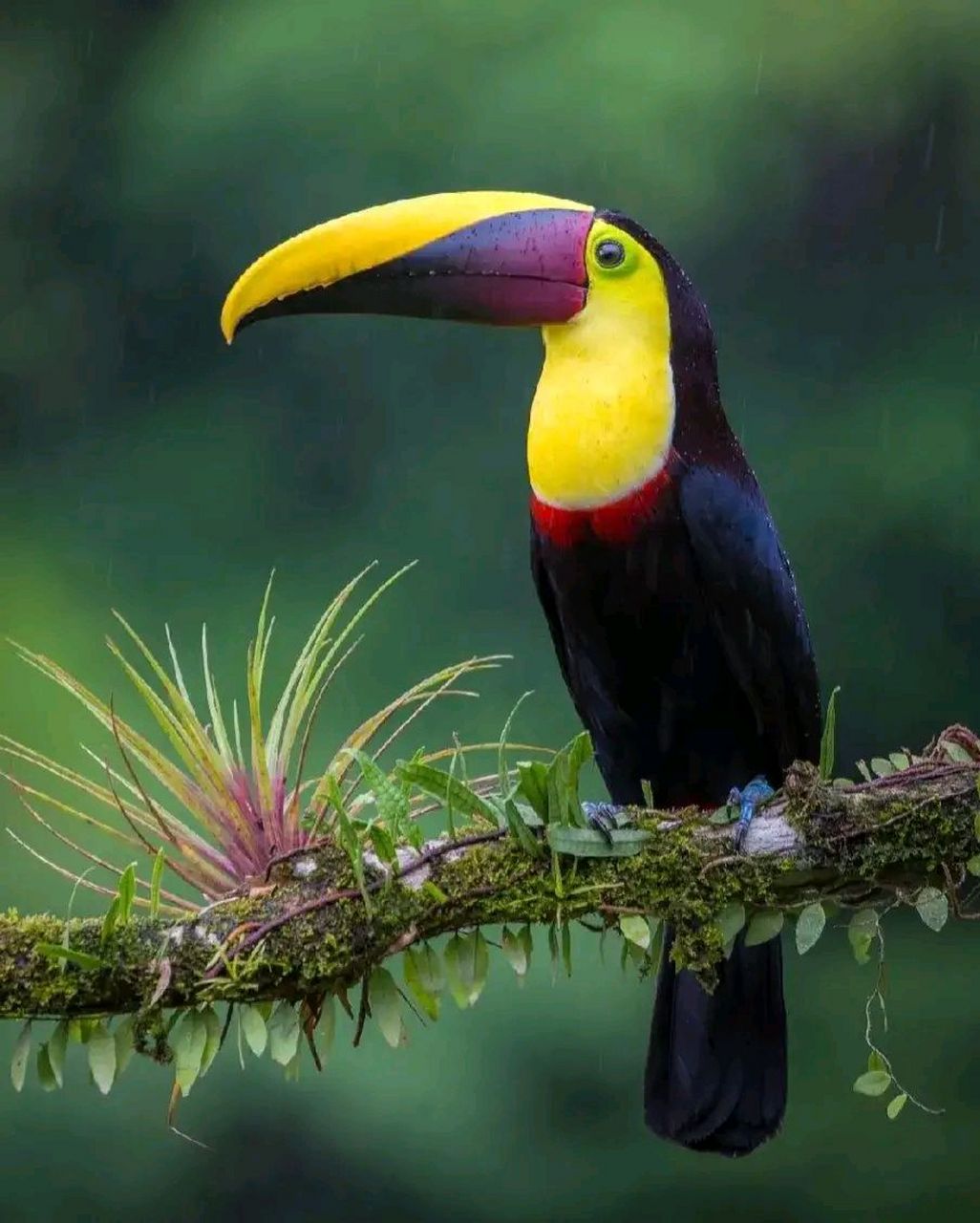 万物有灵 | 巨嘴鸟 巨嘴鸟(学名:ramphastidae):又叫鵎鵼,有6属41种.