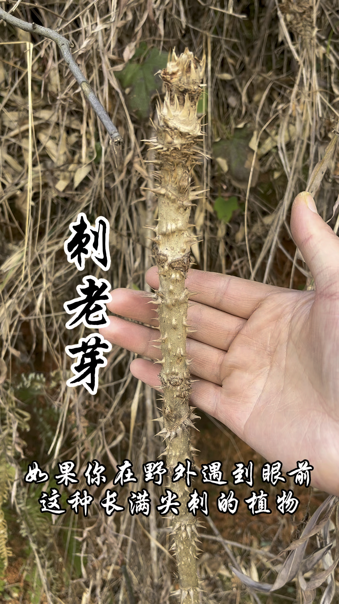 刺老芽,又称虎阳刺,楤木,它的嫩芽是优质野菜,你吃过吗?-度小视