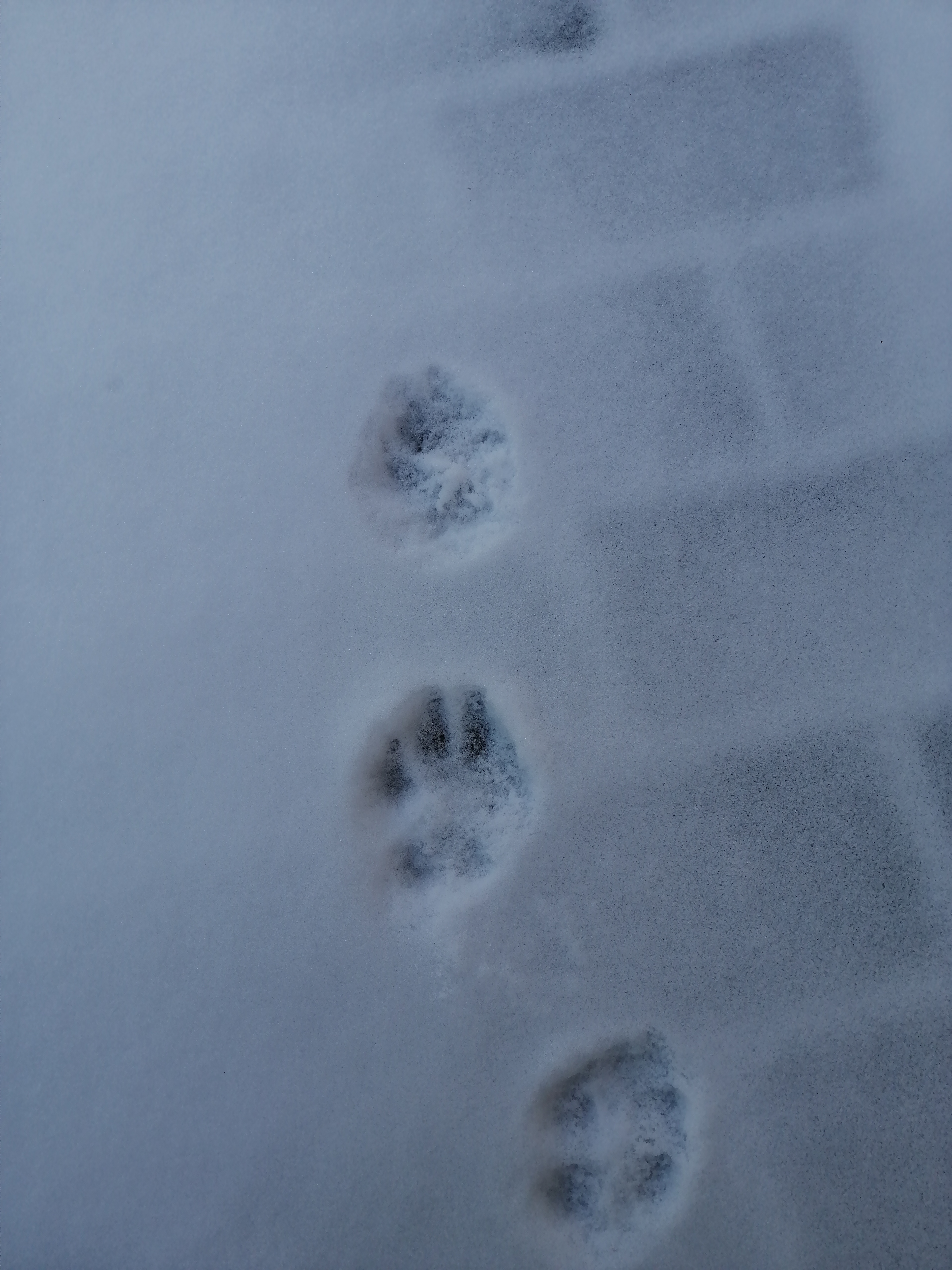 两个人雪地脚印图片图片