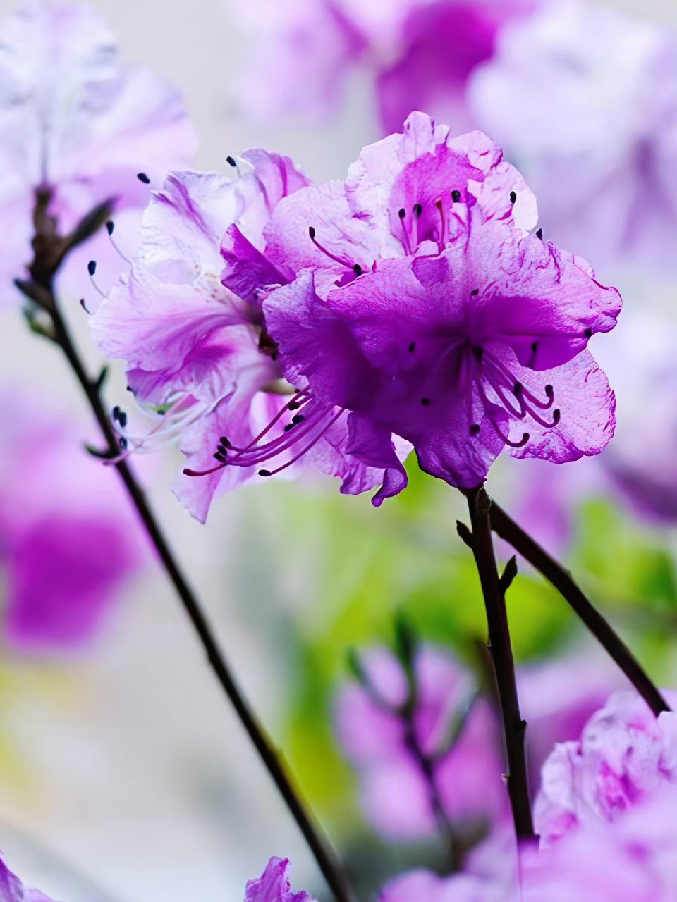 杜鹃花紫红颜色好美#优质作者榜