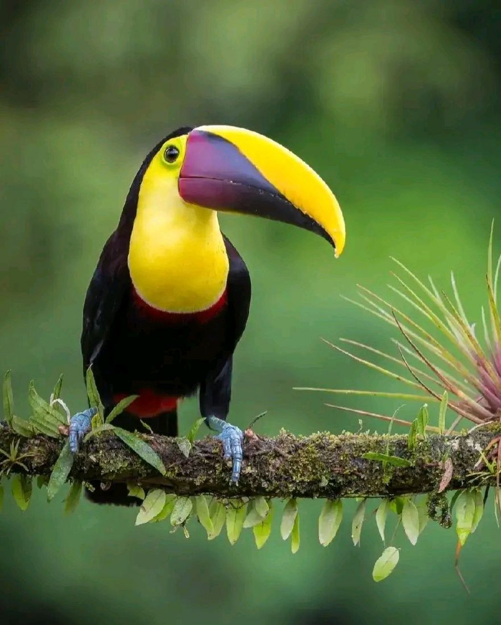 万物有灵 | 巨嘴鸟 巨嘴鸟(学名:ramphastidae):又叫鵎鵼,有6属41种.