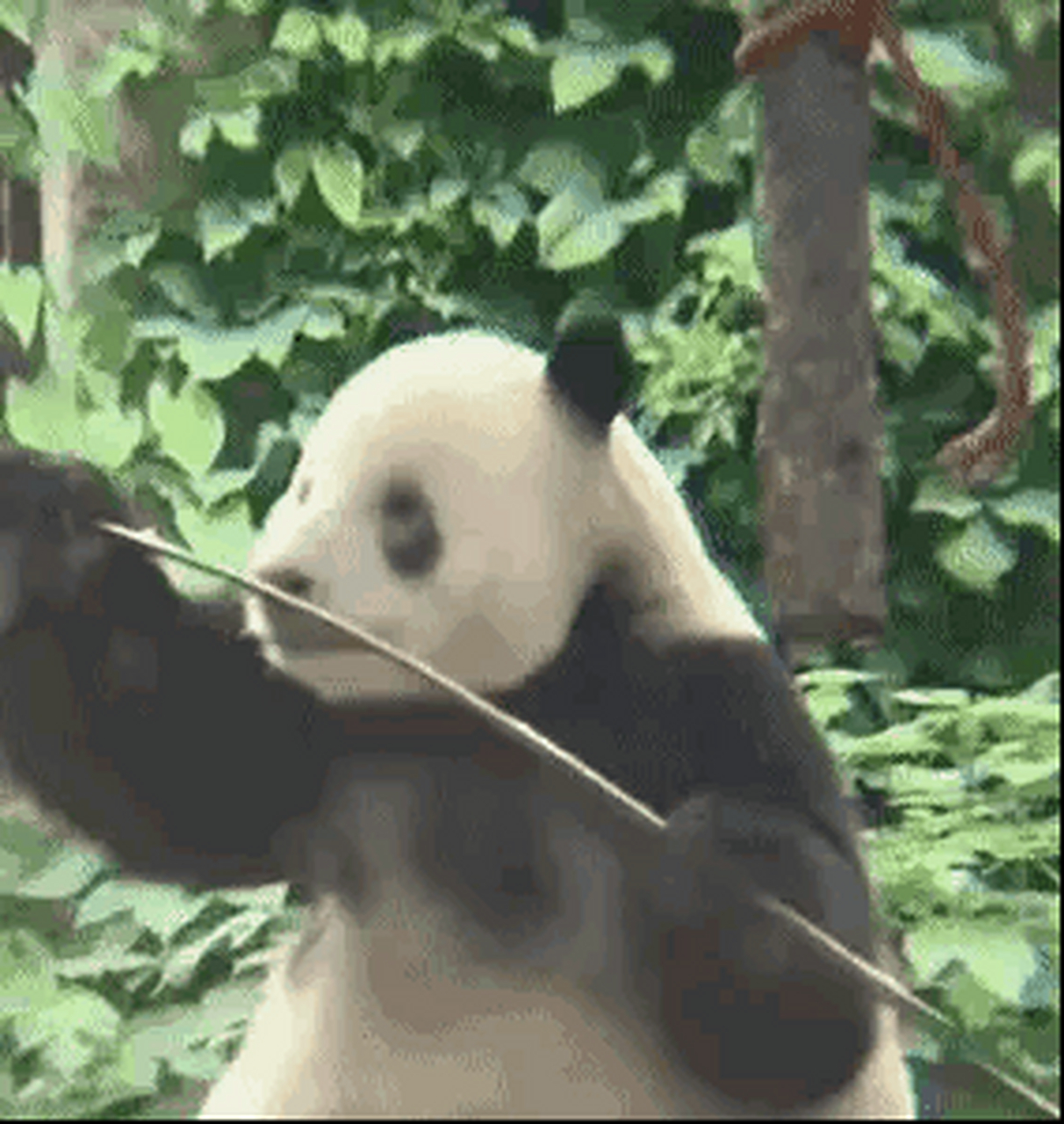 看萌二掰竹子这个表情,真是笑死了.