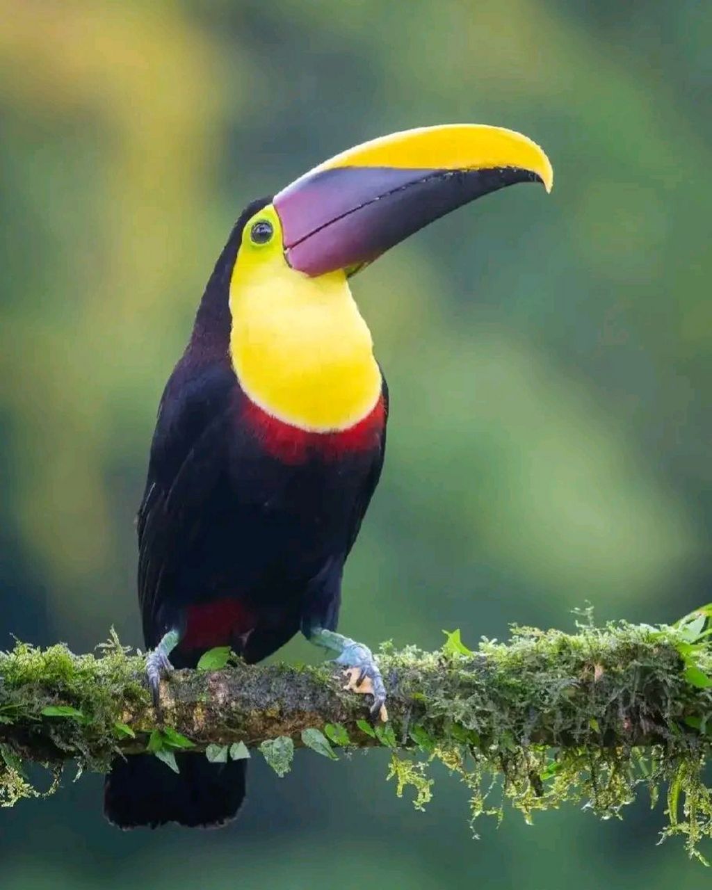 万物有灵 | 巨嘴鸟 巨嘴鸟(学名:ramphastidae):又叫鵎鵼,有6属41种.