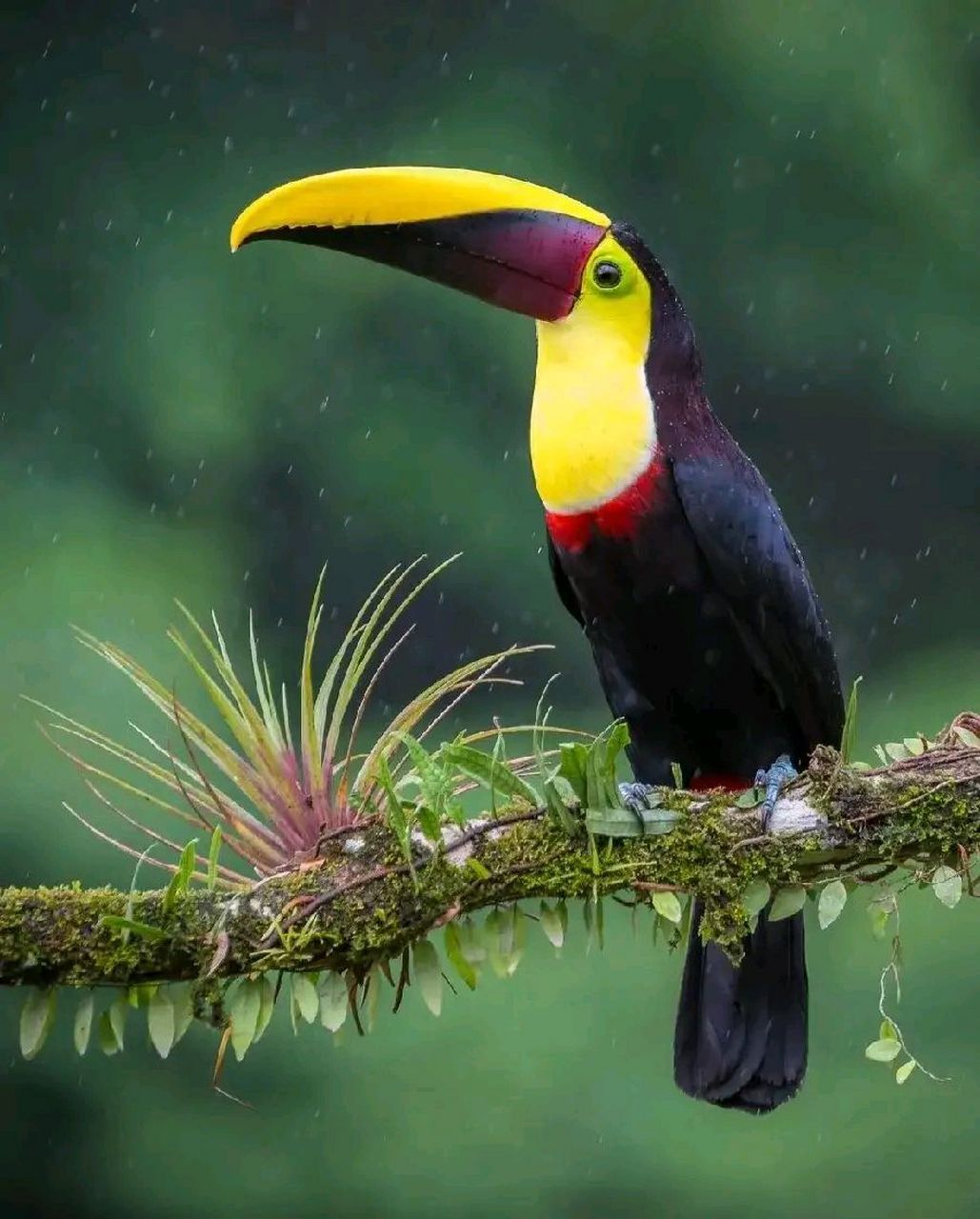 万物有灵 | 巨嘴鸟 巨嘴鸟(学名:ramphastidae):又叫鵎鵼,有6属41种.