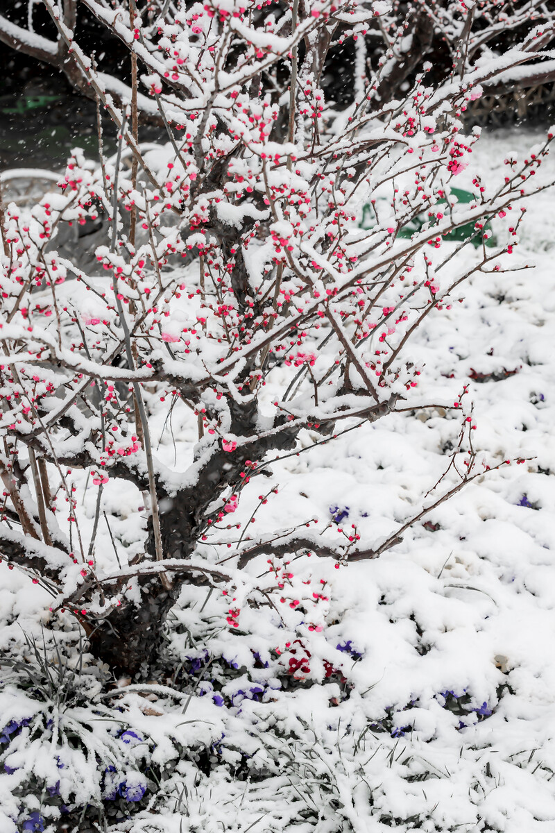 杨普义:踏雪寻梅
