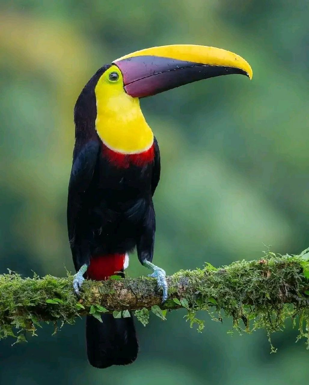 万物有灵 | 巨嘴鸟 巨嘴鸟(学名:ramphastidae):又叫鵎鵼,有6属41种.