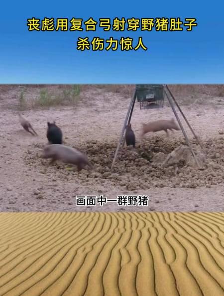 丧彪用复合弓射穿野猪肚子杀伤力惊人