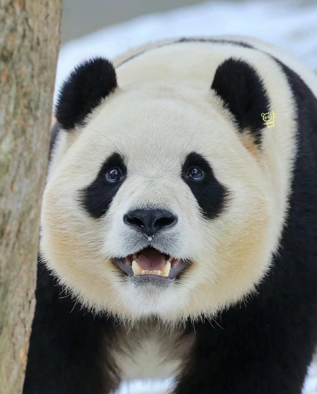 福宝好漂亮啊,眼睛亮晶晶的,网友:好家伙,福宝这真是脖子以下全是腿