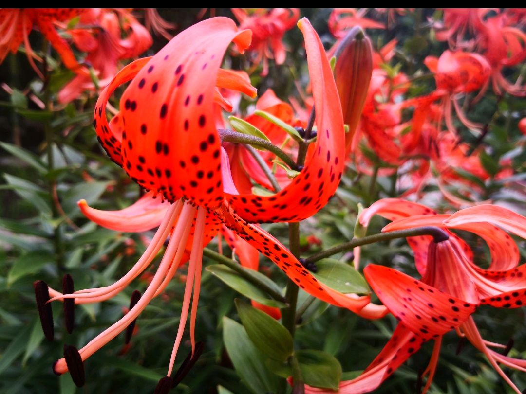 室外种植的百合花品种繁多,以下是一些常见的品种: