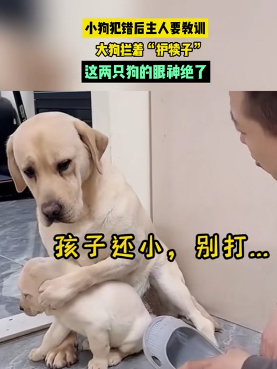 狗犊子图片