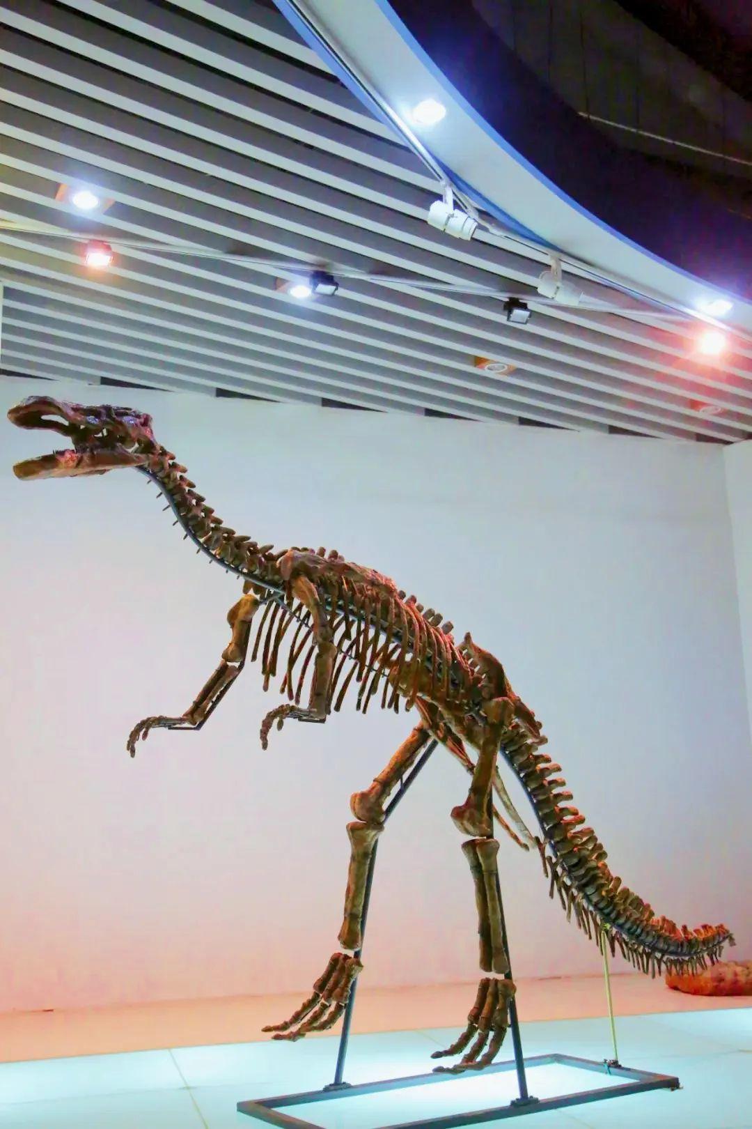 最完整的棘鼻恐龙化石骨架于烟台莱阳被发现)摇头摆尾,发出阵阵吼声