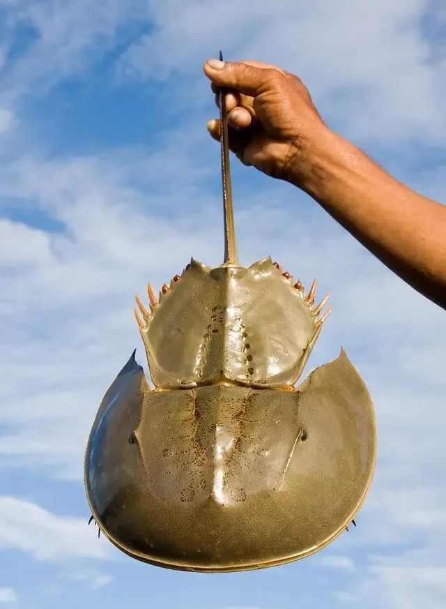 地球生命极简史生命总会自己找到出路三