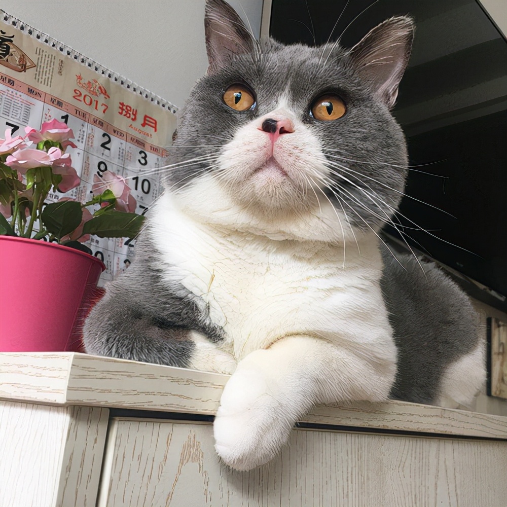 网评"不臭"的几种猫,几个月不洗澡,身上还自带体香