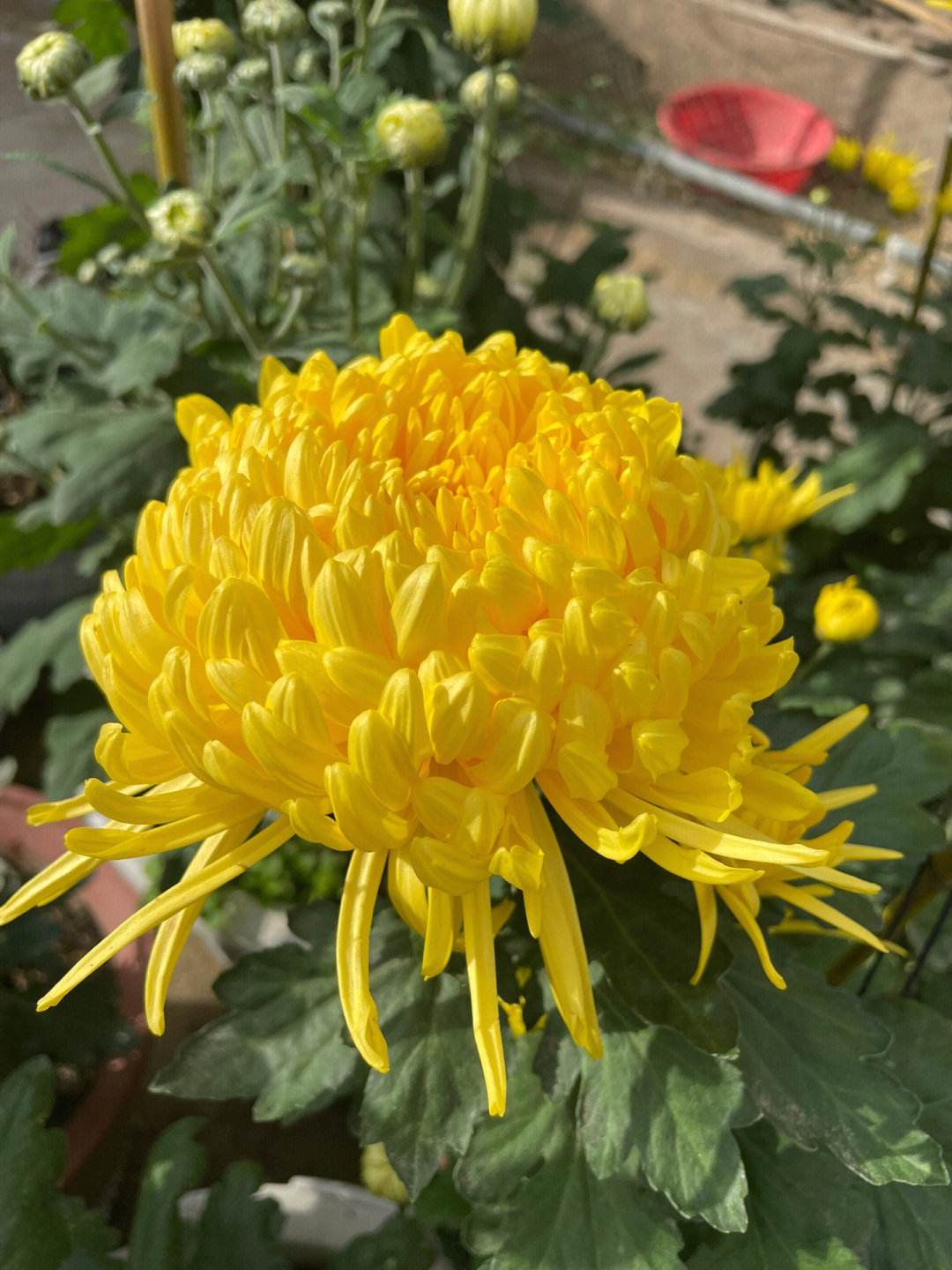 菊花绽放品格高洁寓意长寿的花卉之美