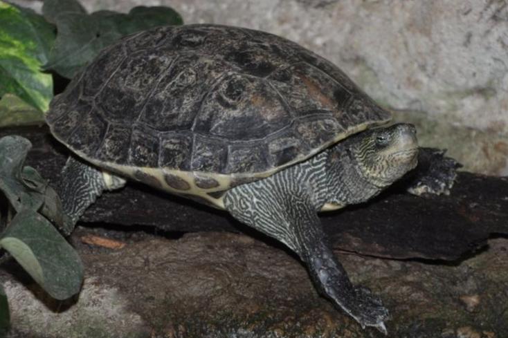 独特锥状吻部,巧妙鼻孔设计,炯炯有神的大眼睛,颈