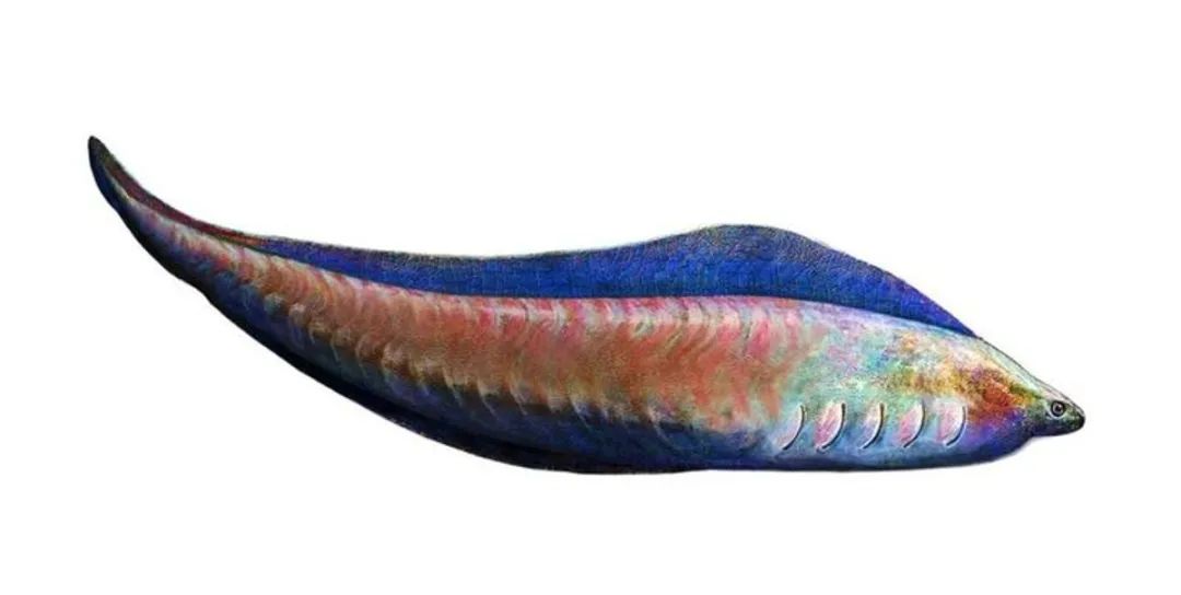 18亿年前,地球上出现了最早的脊椎动物——昆明鱼和海口鱼.