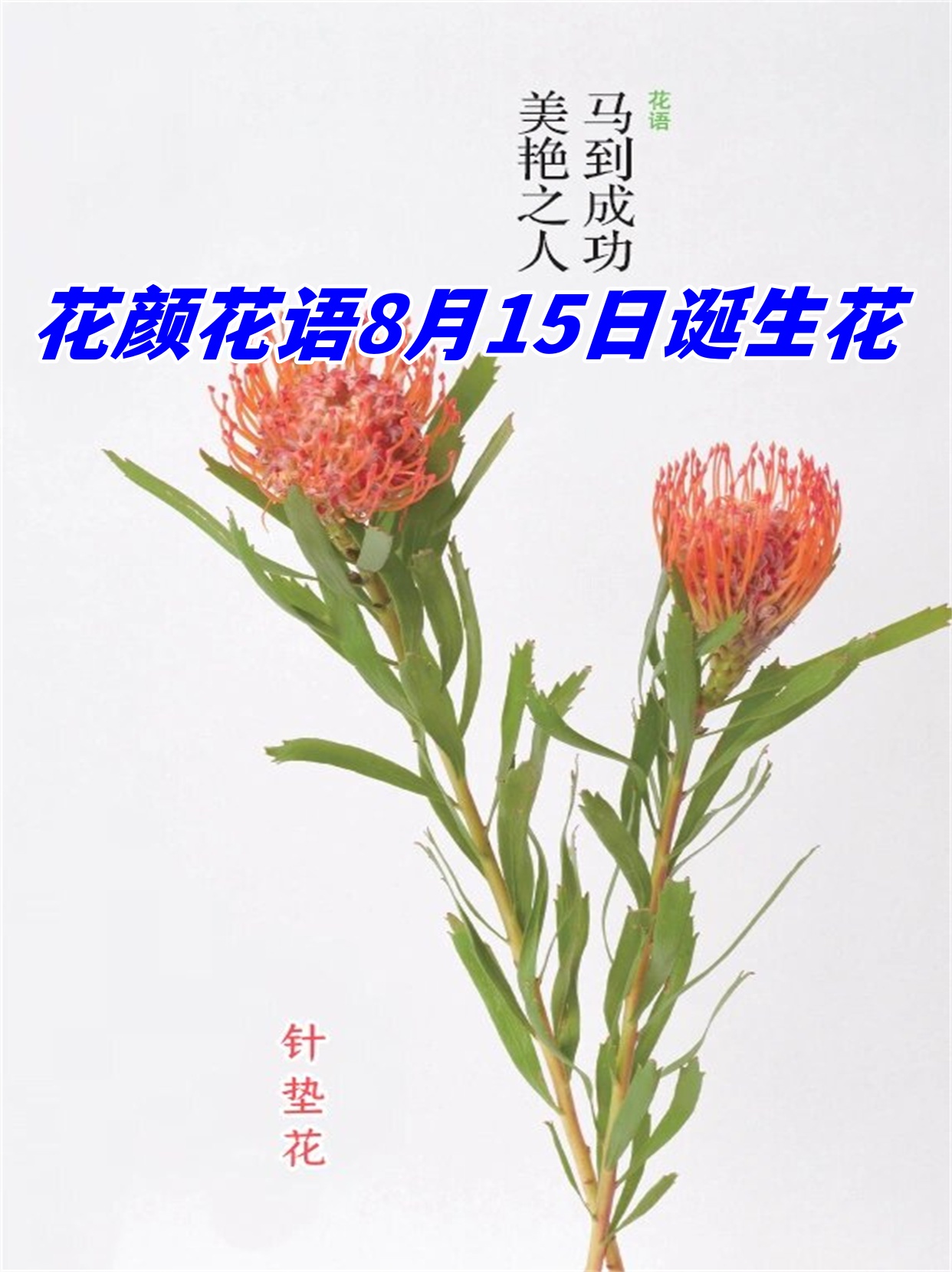 花颜花语8月15日诞生花	