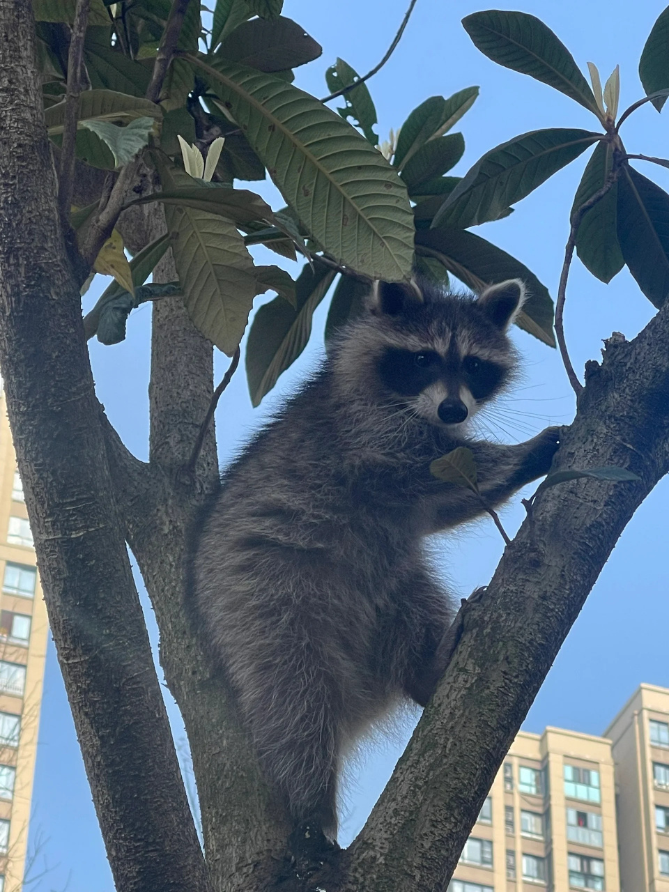 爬树的小浣熊  熊熊这是第四次爬树,估计以后树上的枇杷怕是不保了