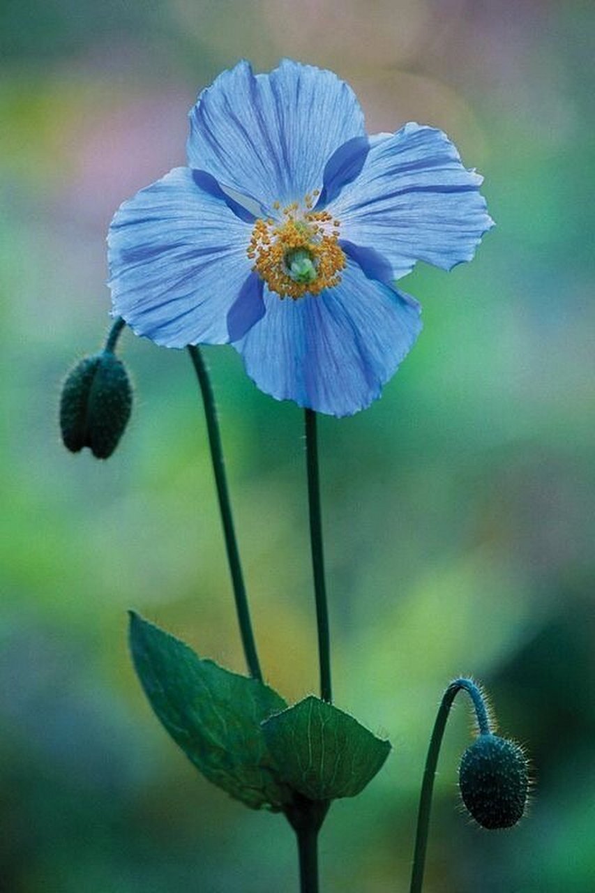 蓝花绿绒蒿花语图片