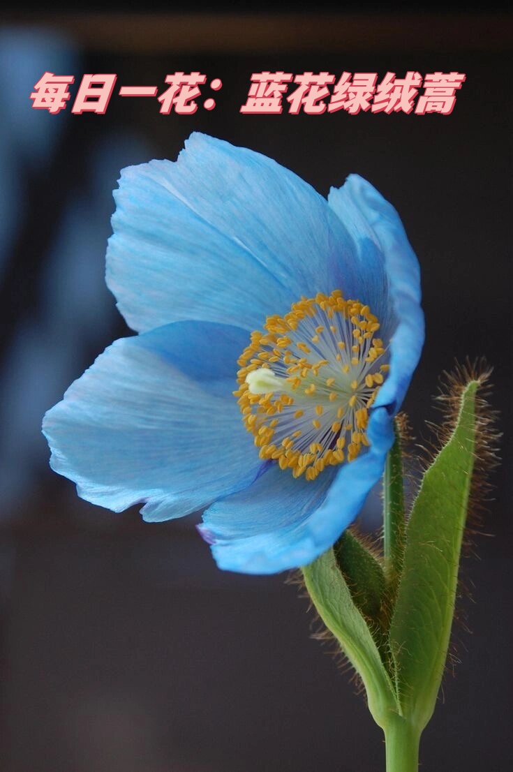 每日一花:蓝花绿绒蒿 草本精灵.@兮熙老师的动态