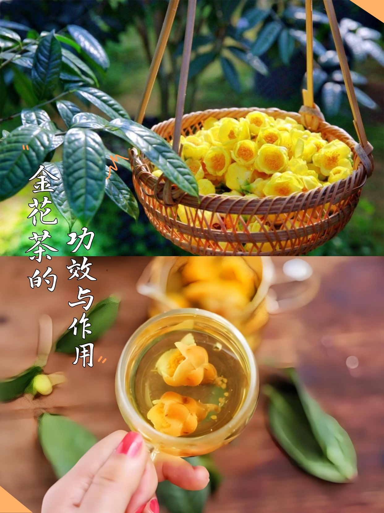 今天给大家介绍一种特别的花茶