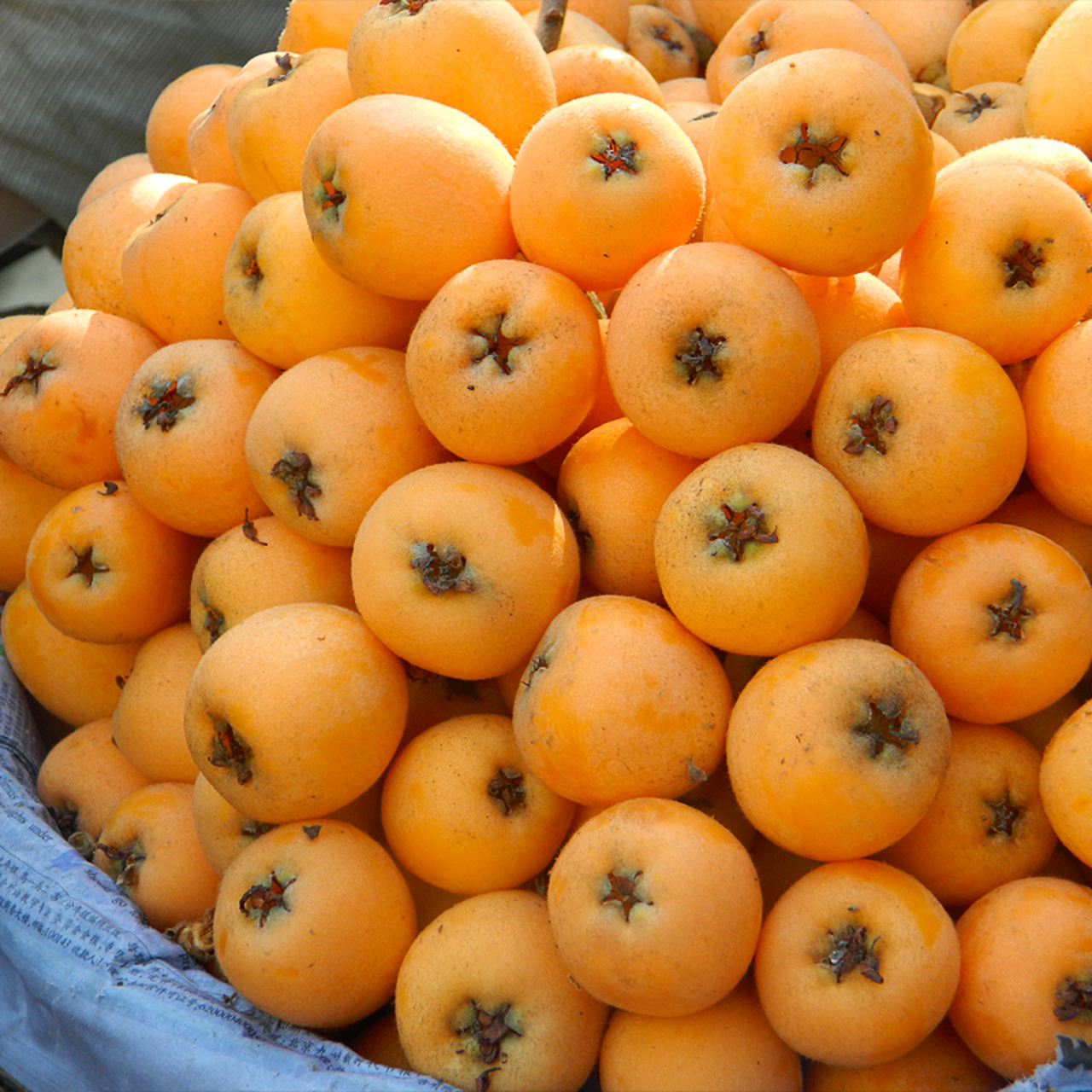 养肺水果推荐: 1. 梨:清肺佳品,性凉味甘酸,生津润燥,清热化痰. 2.