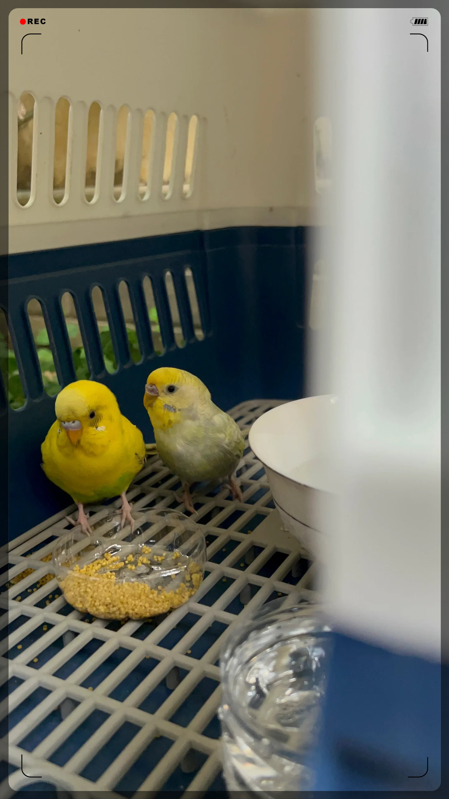 黄绿色的小型鹦鹉绿黄色鹦鹉鹦鹉黄绿黄绿色鹦鹉图片家养的黄绿色鹦鹉