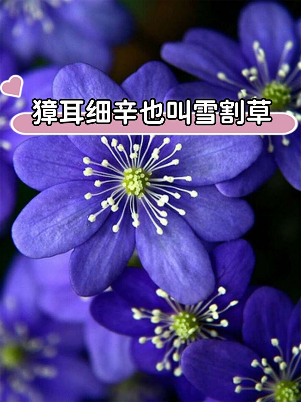 獐耳细辛也叫雪割草  在日本,雪割草享有与樱花同等的盛誉.