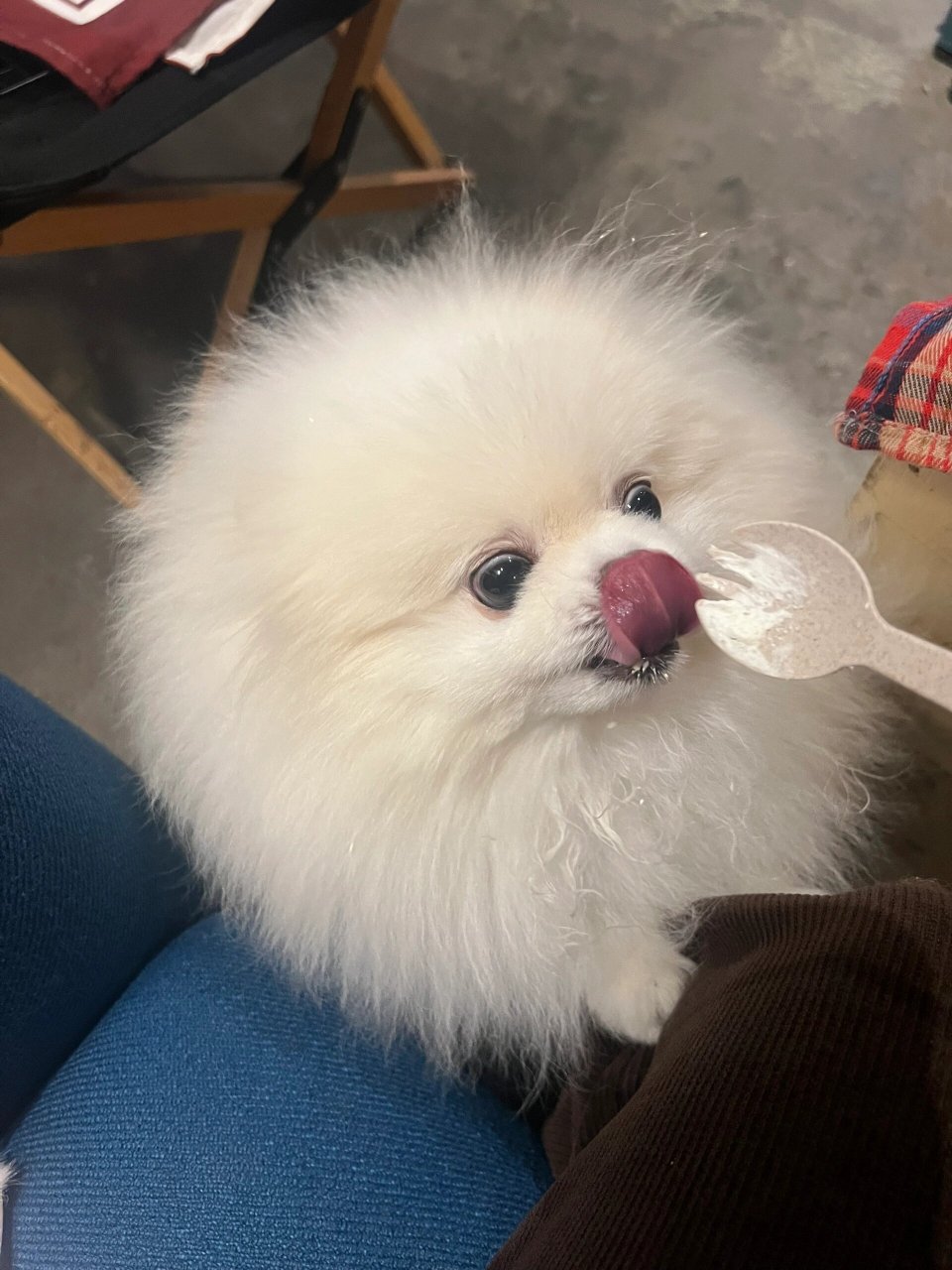 狗狗爱吃奶油  就给我吃一口奶油吧求求你了,谁能拒绝小可爱的请求呢