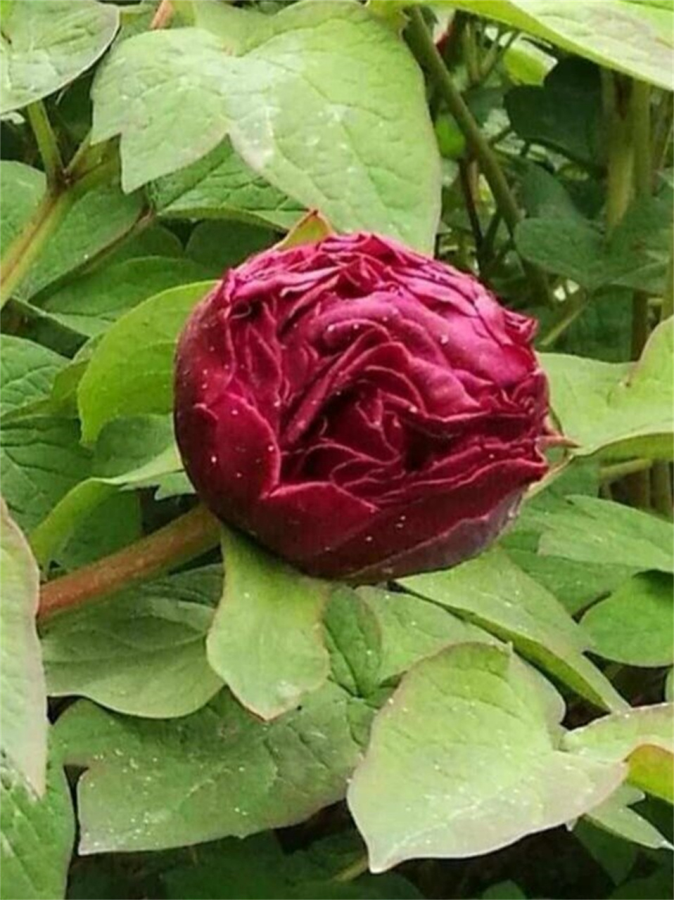 每日一花冠世墨玉  冠世墨玉牡丹:黑花魁首的华丽传奇🌹  🌺冠世
