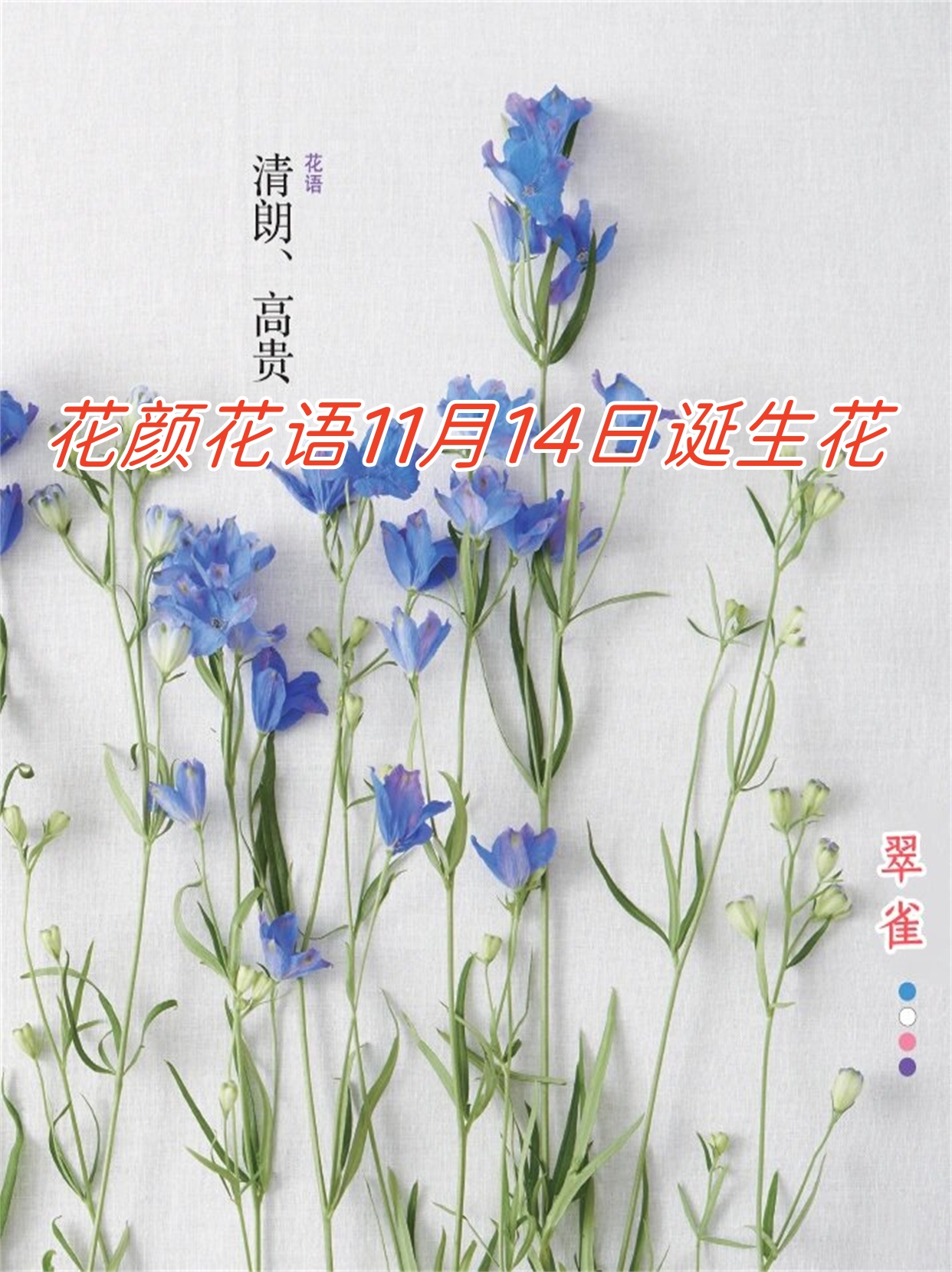 花颜花语11月14日诞生花	