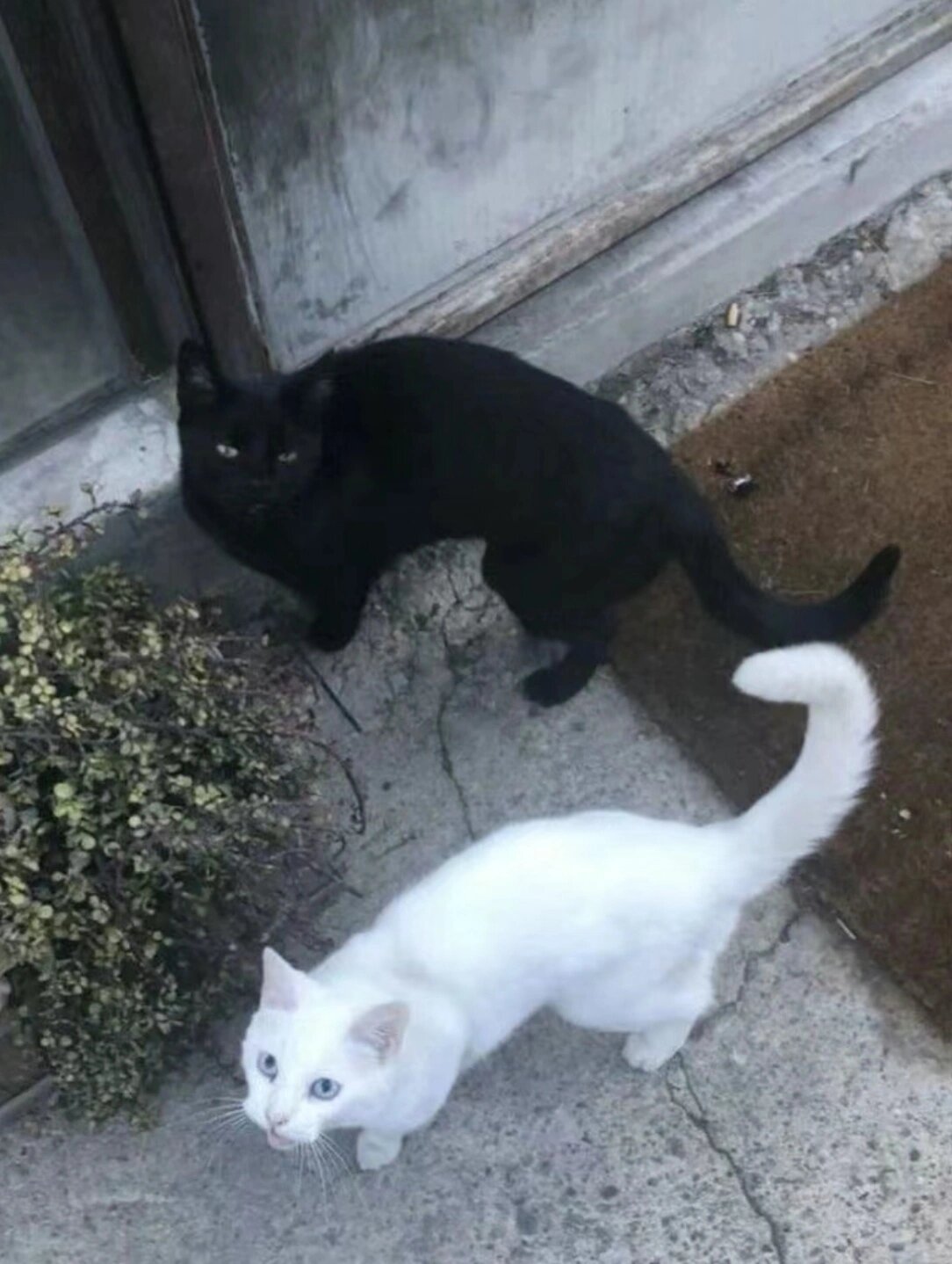 黑猫与白猫的友谊小记