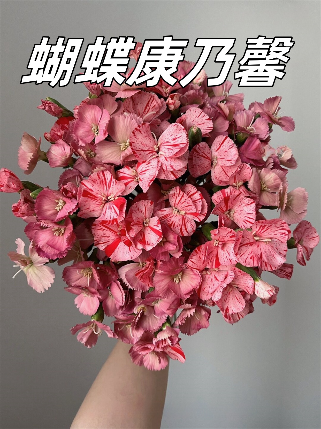 蝴蝶康乃馨,听起来就像是花界的小精灵,带着一份优雅与