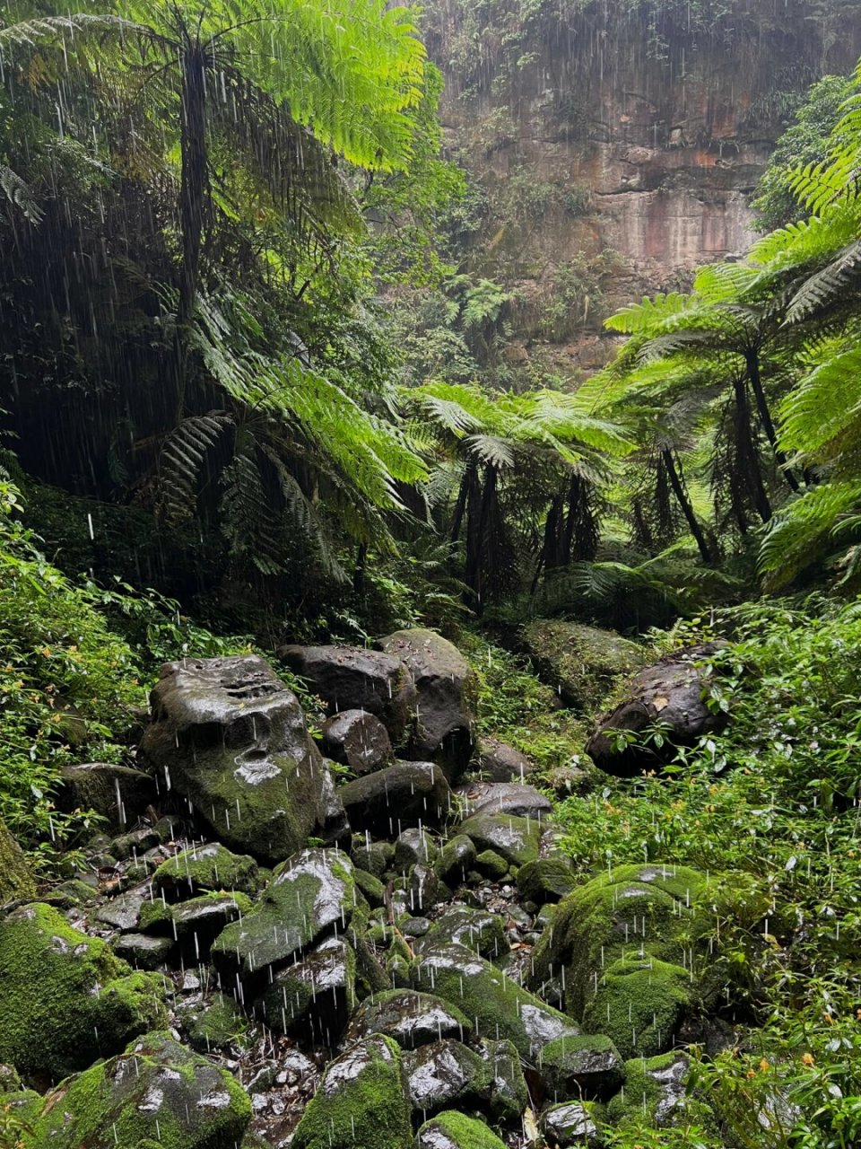 走进自然的时候,自然也在走进你  这次,我踏上了乐山的桫椤峡谷,仿佛