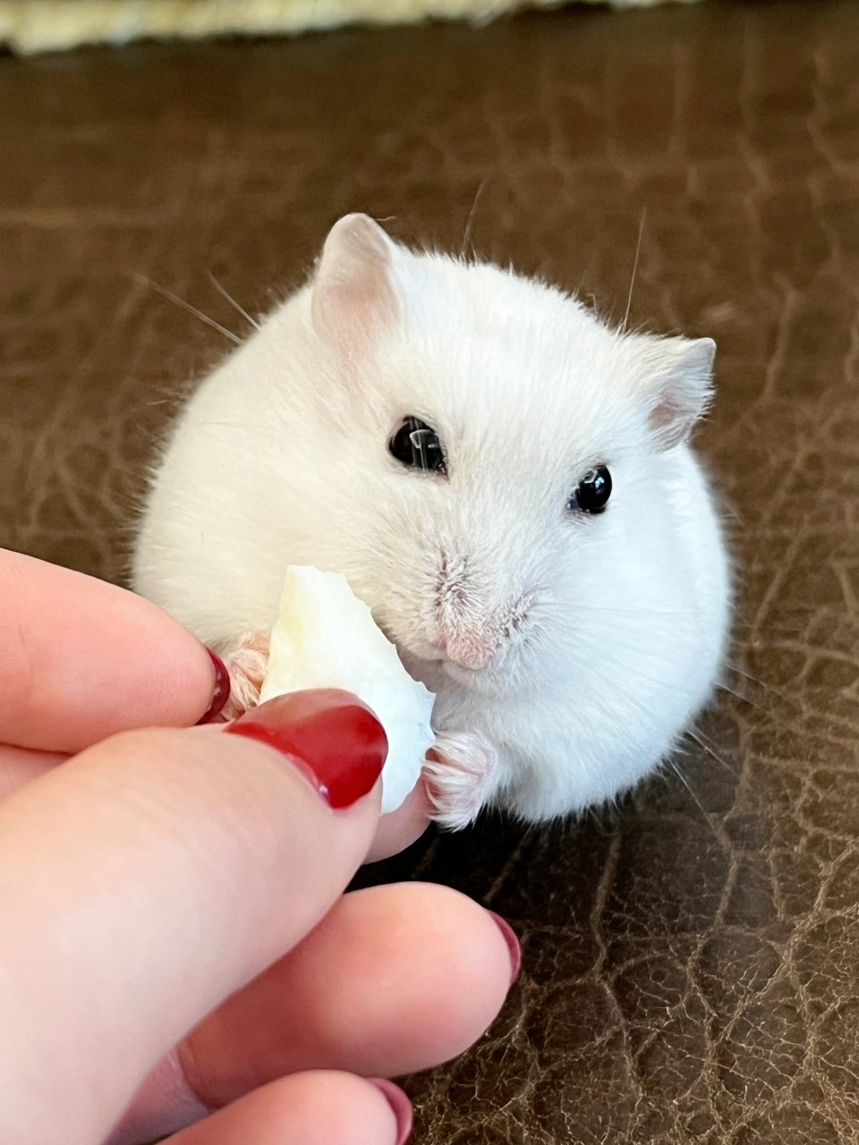 蛋白质女王  我家鼠鼠简直无法抗拒鸡蛋白的魅力04,每次吃都兴奋得