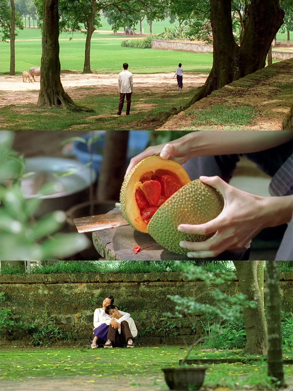 这些温情诗意的电影全出自这位越南导演