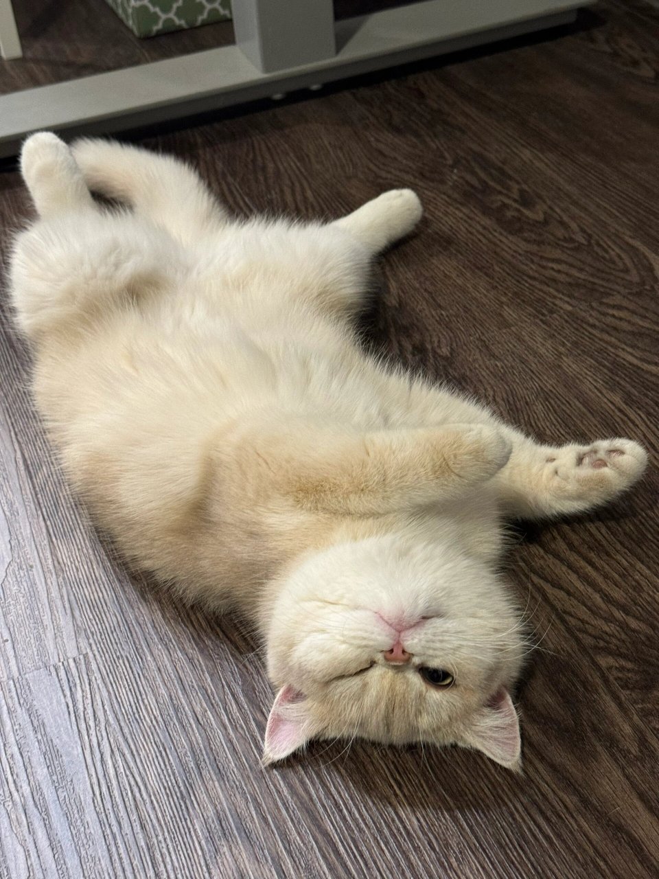 赖皮小猫咪  今天我家的小猫咪又调皮了,它躺在地上,四脚朝天,像个小