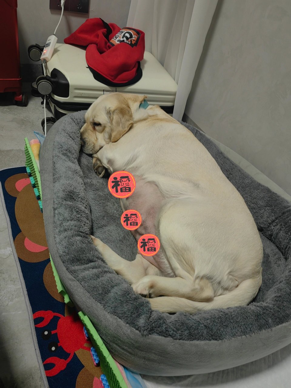 我的拉布拉多怀孕 66 天了还没生,我好担心啊!