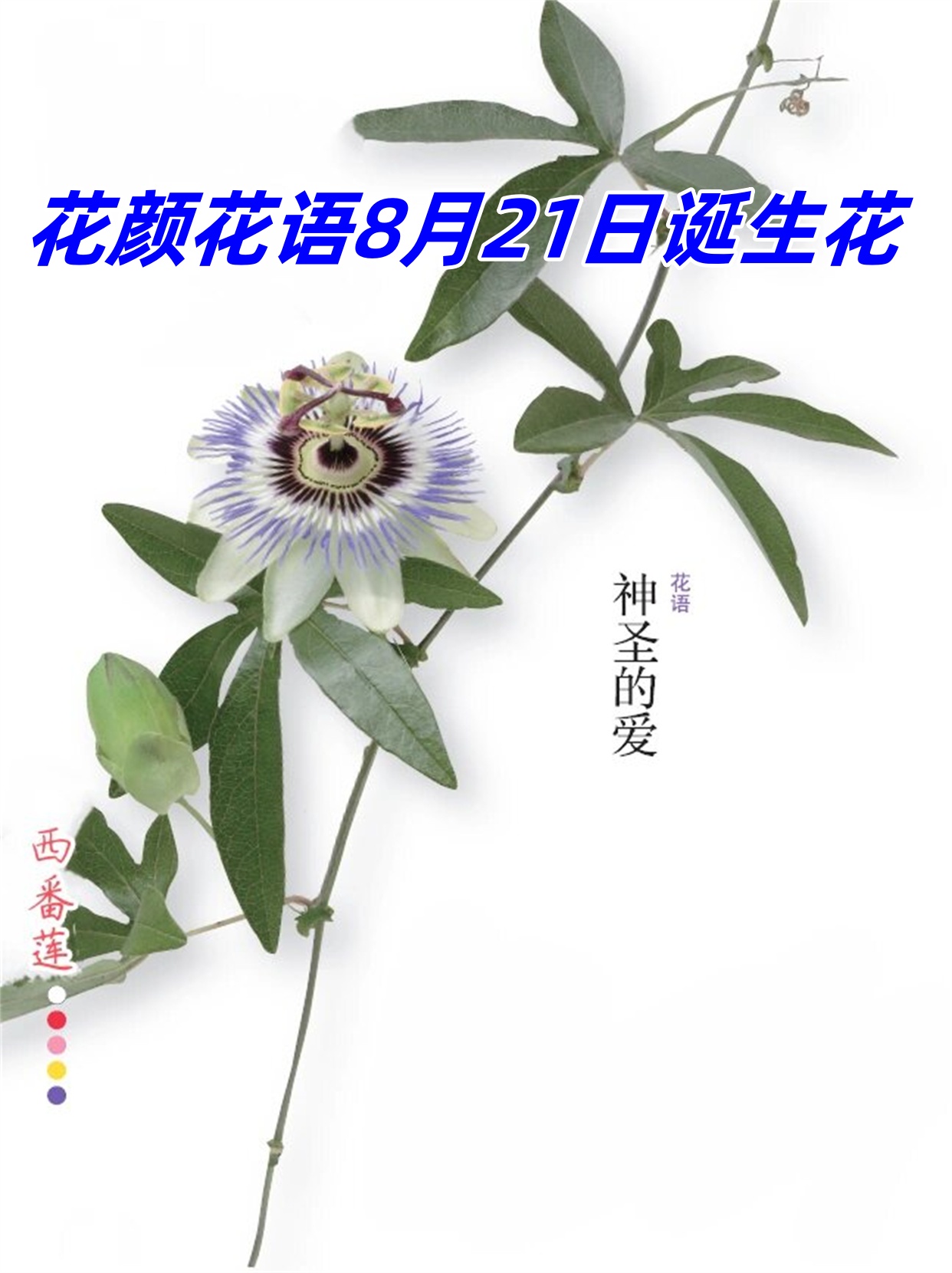 花颜花语8月21日诞生花