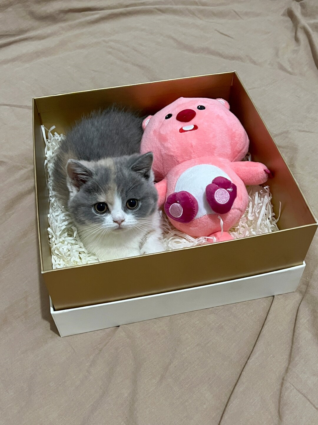 七夕节到了,我送给你的礼物是一只超级可爱的