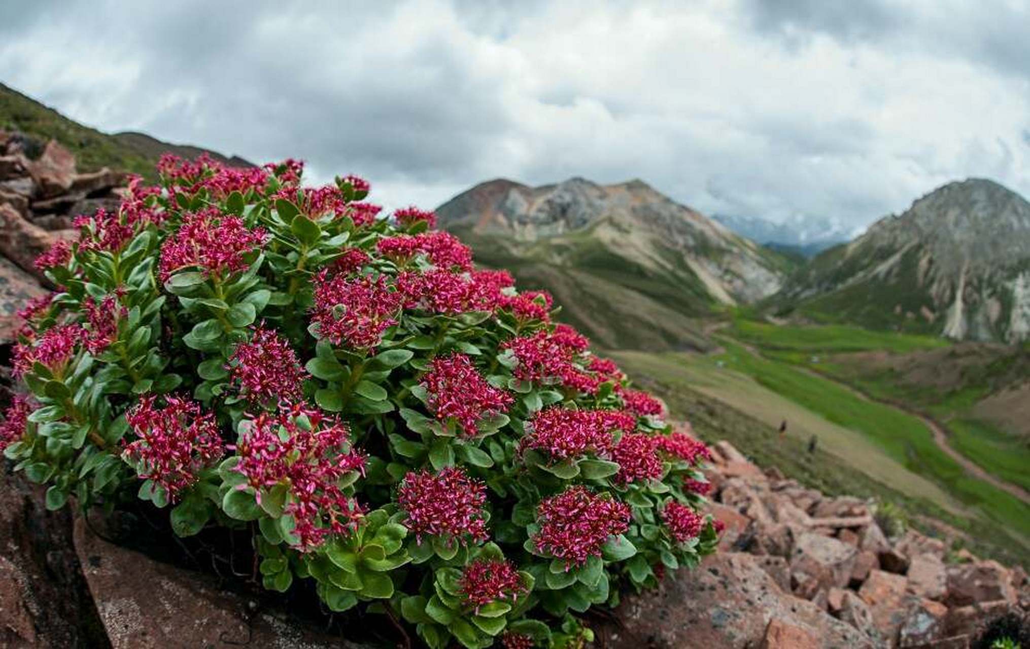 红景天 益气活血/延缓细胞衰老高原人参 中药红景天为景天科大花