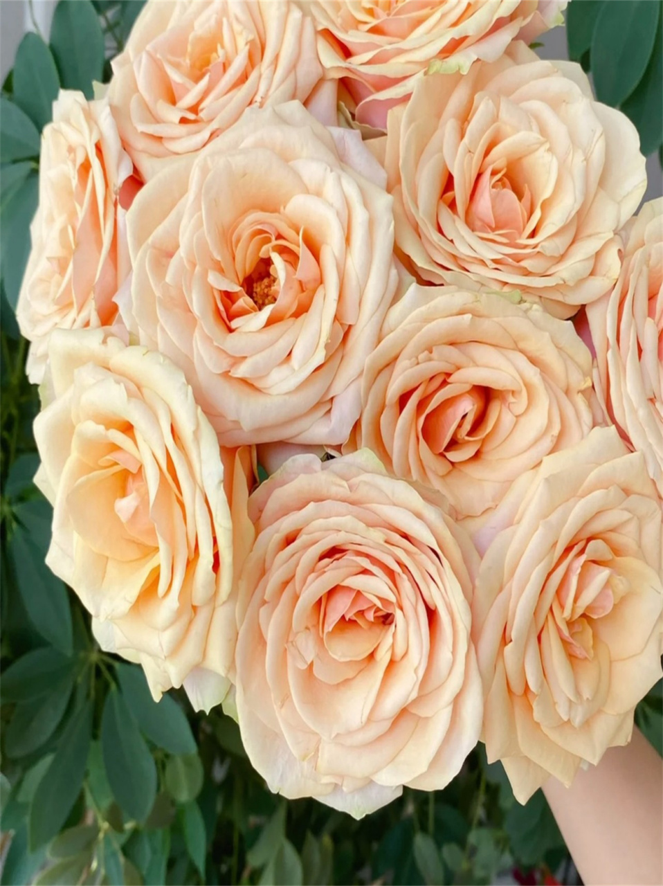 迪威娜玫瑰  迪威娜玫瑰95  花语:代表着优雅,温柔与幸福的爱93.