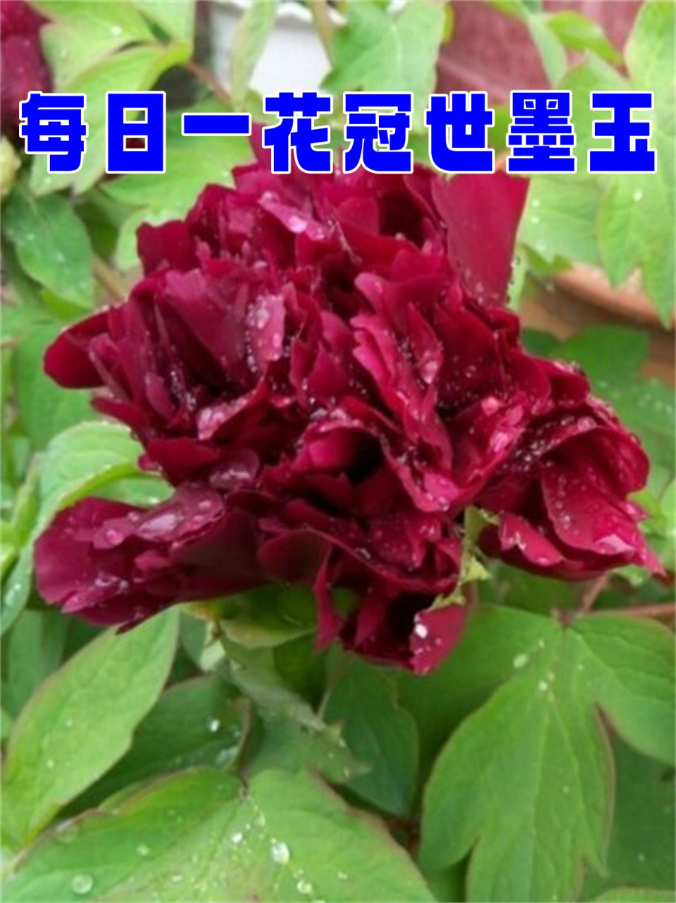 每日一花冠世墨玉  冠世墨玉牡丹:黑花魁首的华丽传奇🌹  🌺冠世